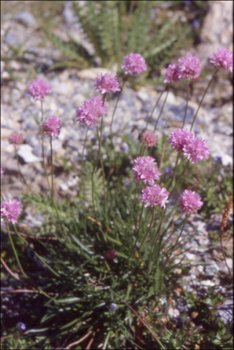 Armeria alpina Willd (=Statice montana)