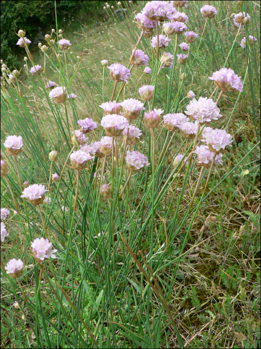 Armeria arenaria Schultes (=A. plantaginea)