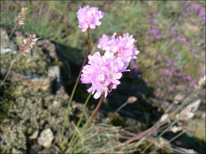 Armeria arenaria Schultes (=A. plantaginea)