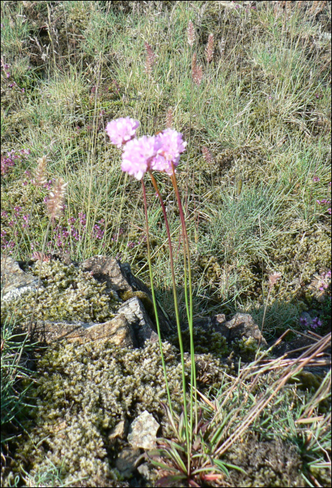 Armeria arenaria Schultes (=A. plantaginea)