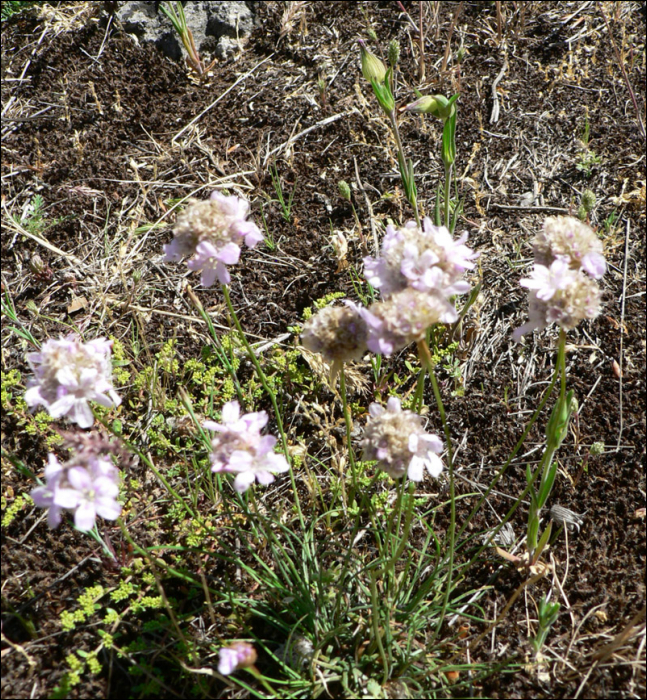 Armeria girardii