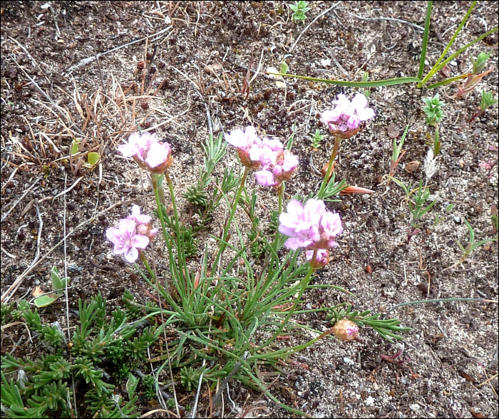 Armeria girardii