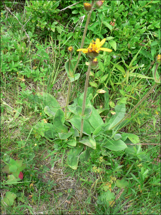 Arnica montana L.