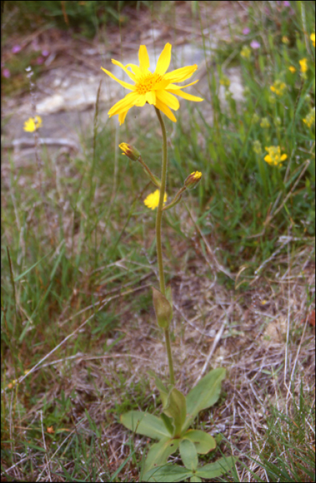 Arnica montana L.