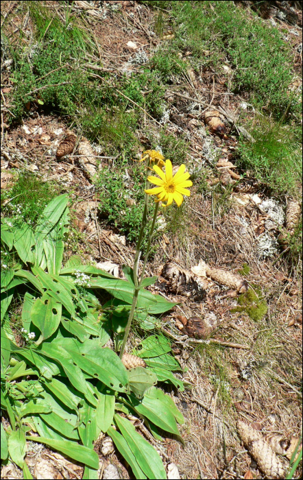 Arnica montana L.