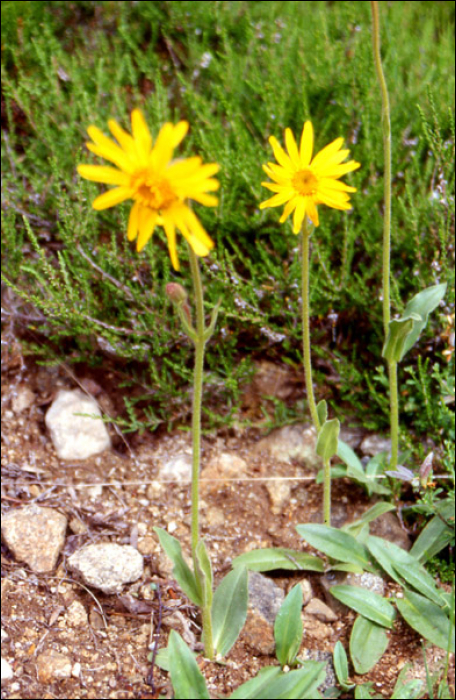 Arnica montana L.