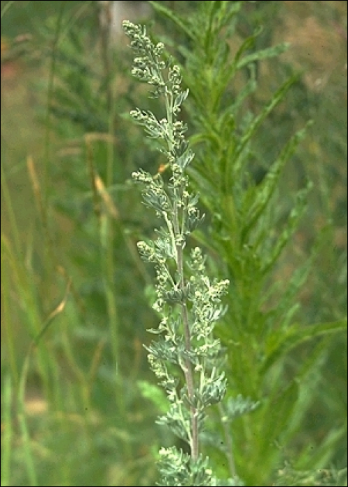 Artemisia absinthium L.