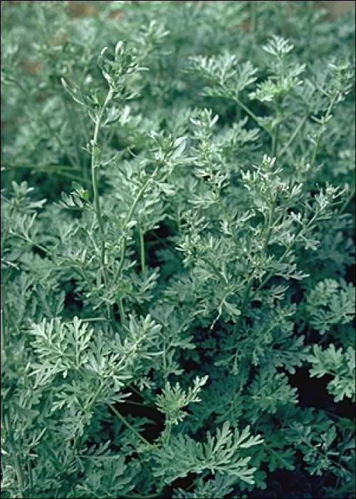 Artemisia absinthium L.