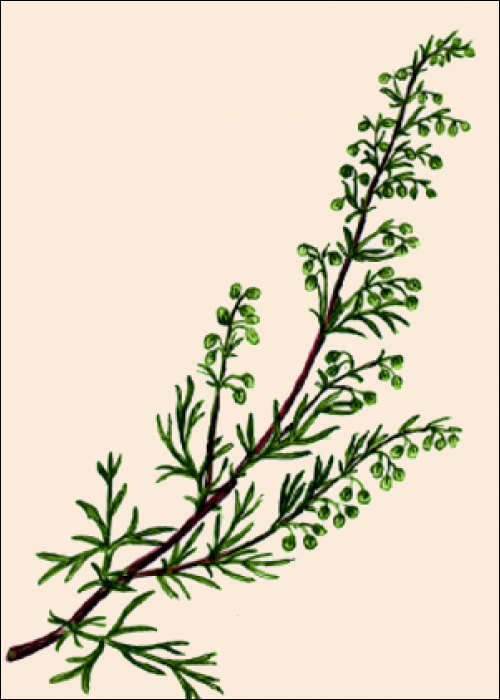 Artemisia campestris L.