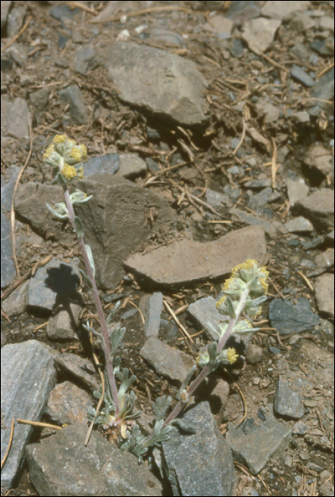 Artemisia genepi Weber