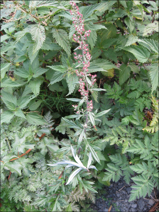 Artemisia verlotiorum (= A. vulgaris)