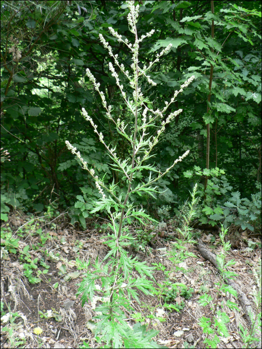 Artemisia vulgaris L.