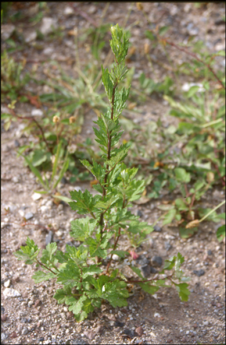 Artemisia vulgaris L.