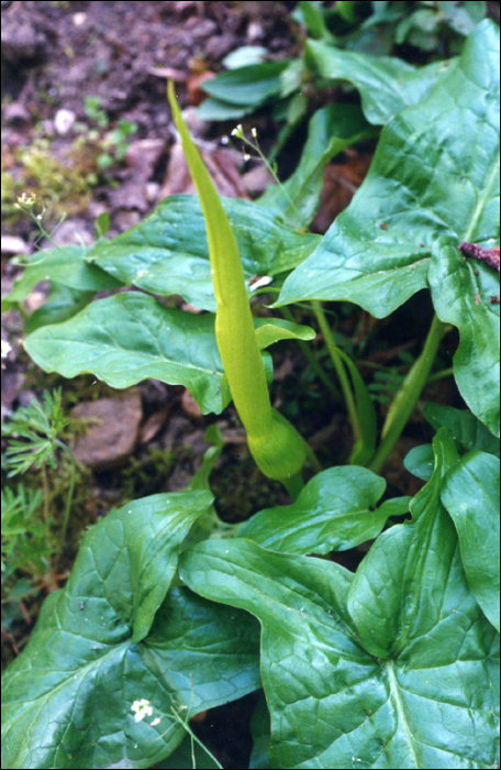 Arum italicum Miller