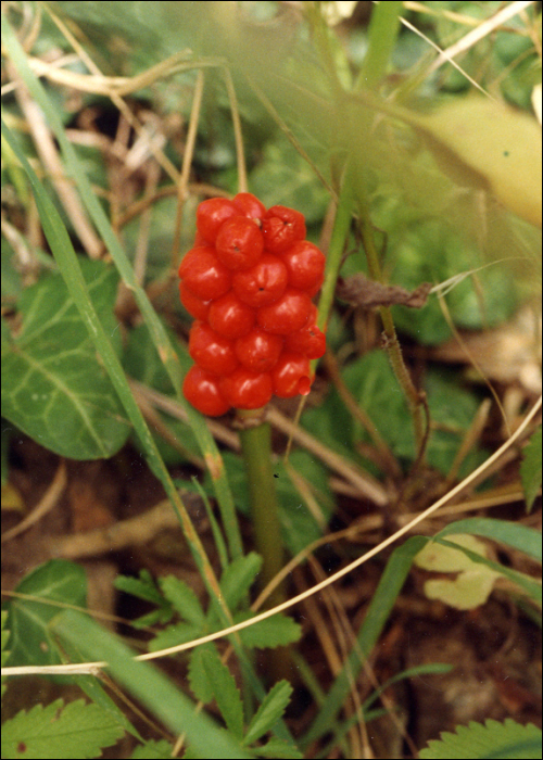 Arum italicum Miller