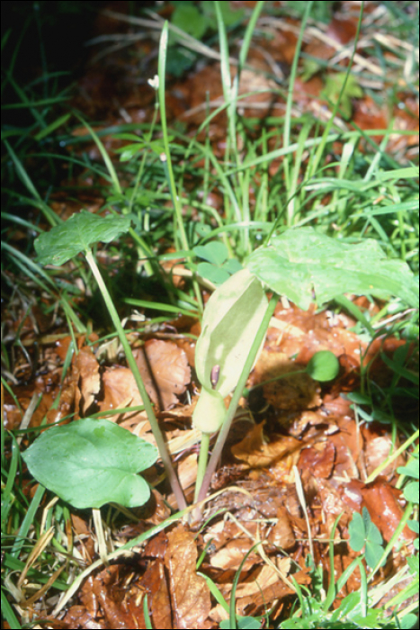 Arum italicum Miller