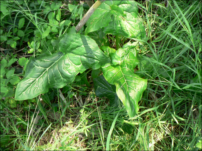 Arum italicum Miller