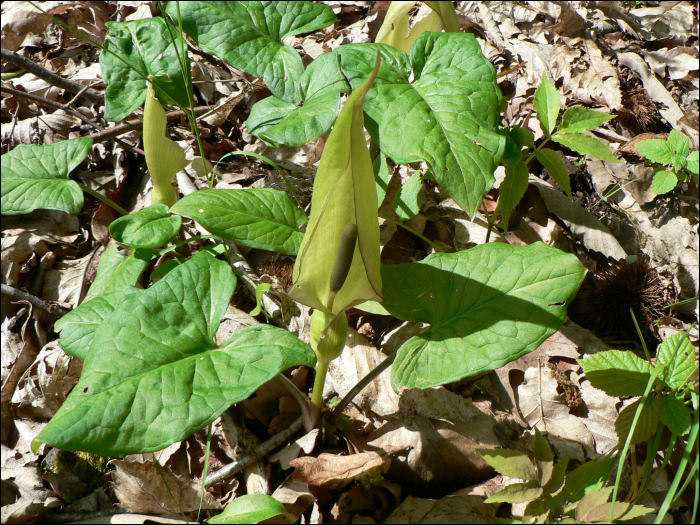 Arum maculatum L.