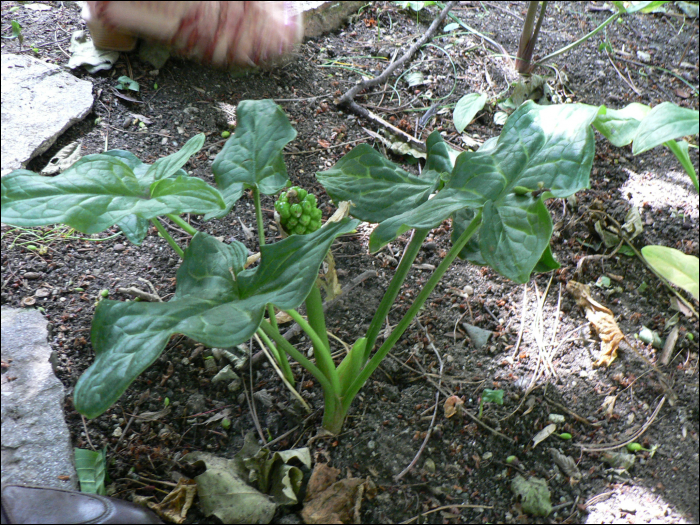 Arum maculatum L.