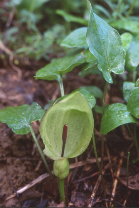 Arum maculatum L.