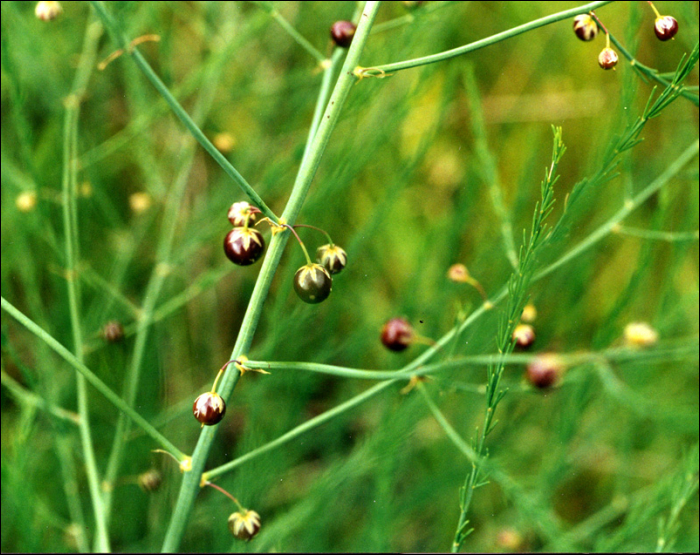 Asparagus officinalis L.