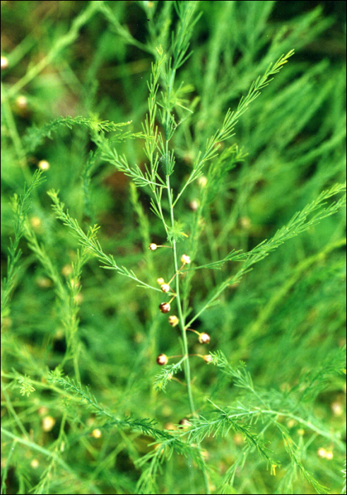 Asparagus officinalis L.