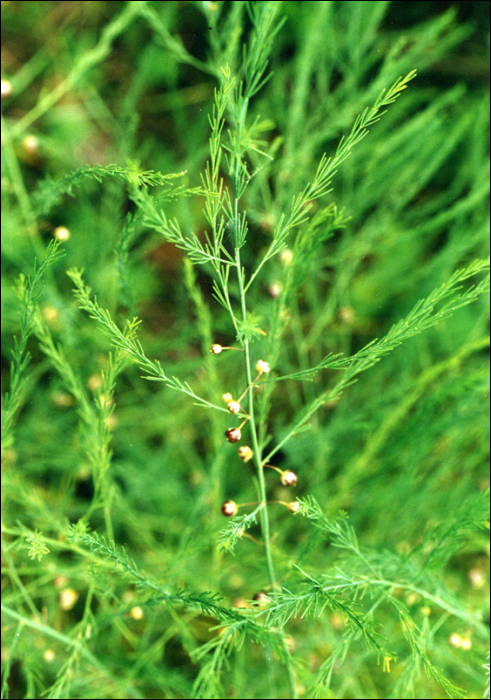 Asparagus officinalis L.