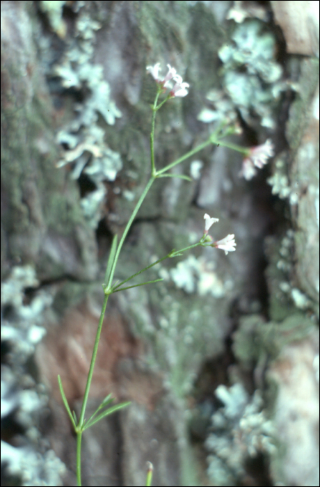 Asperula cynanchica L.