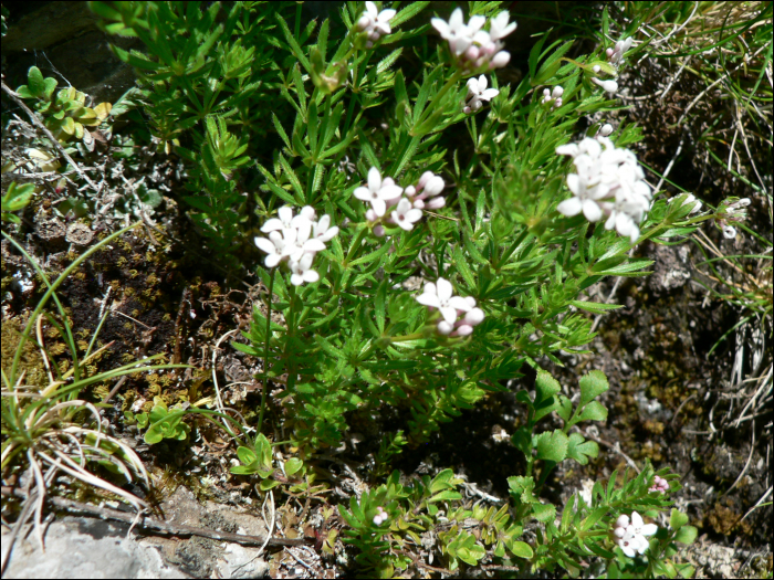 asperula hirta