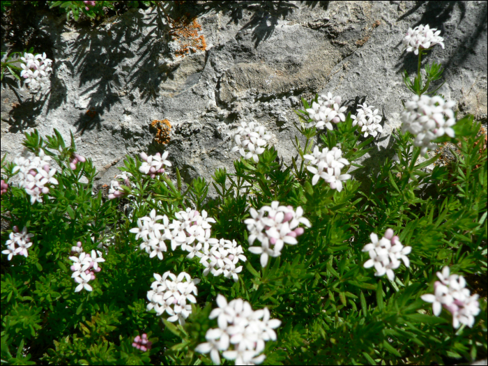 asperula hirta