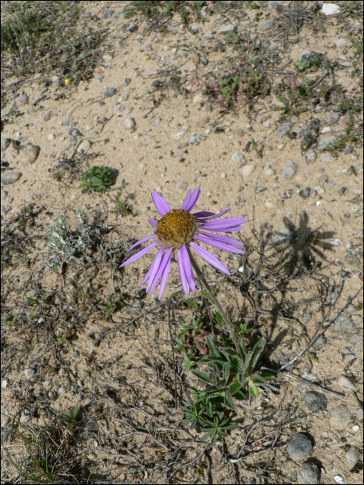 Aster alpinus L.