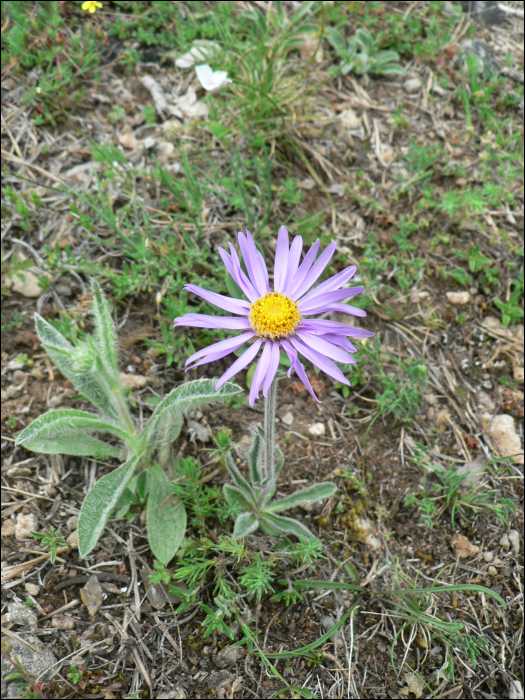 Aster alpinus L.