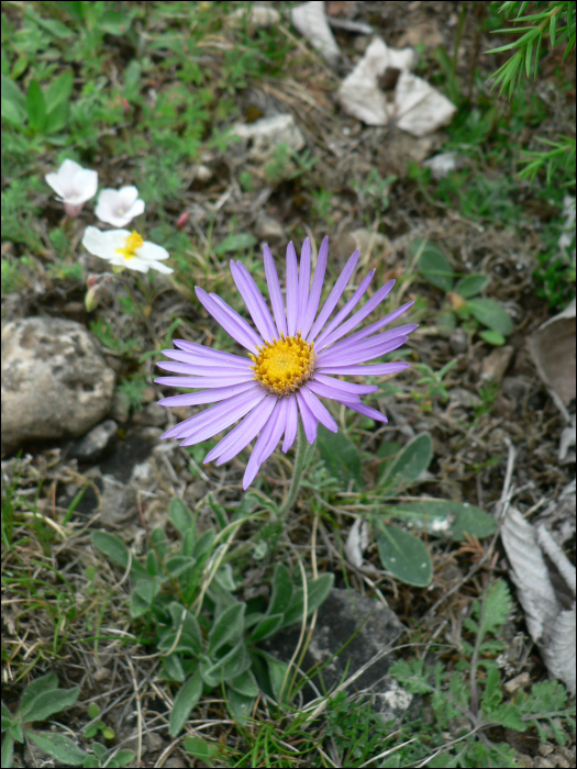 Aster alpinus L.