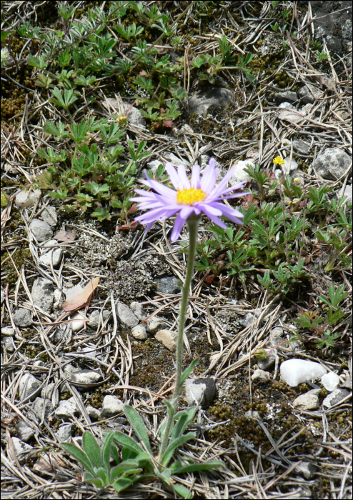 Aster alpinus L.