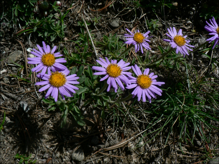 Aster alpinus L.