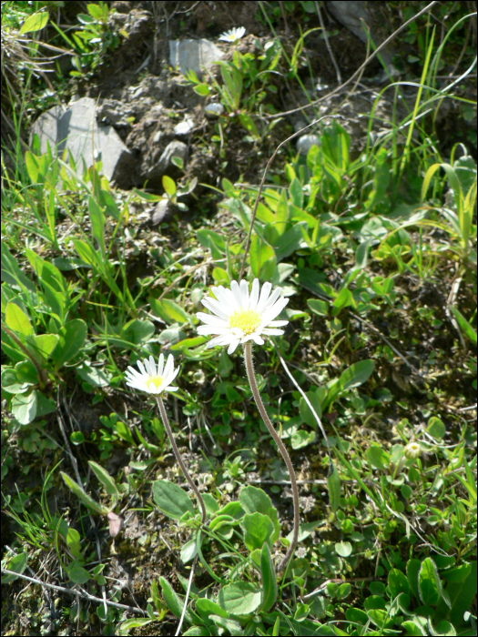 Aster bellidiastrum (L.) (=Bellidiastrum micheli )