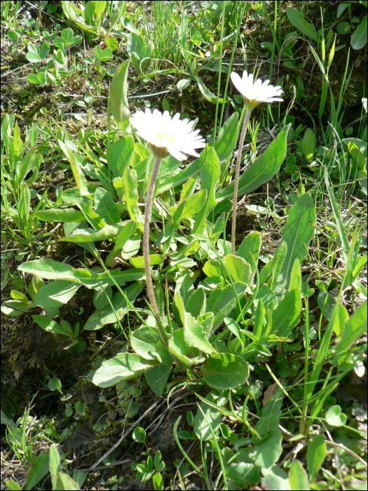 Aster bellidiastrum (L.) (=Bellidiastrum micheli )