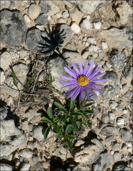 Aster cebenensis