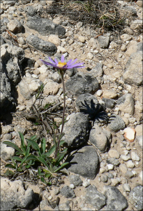 Aster cebenensis