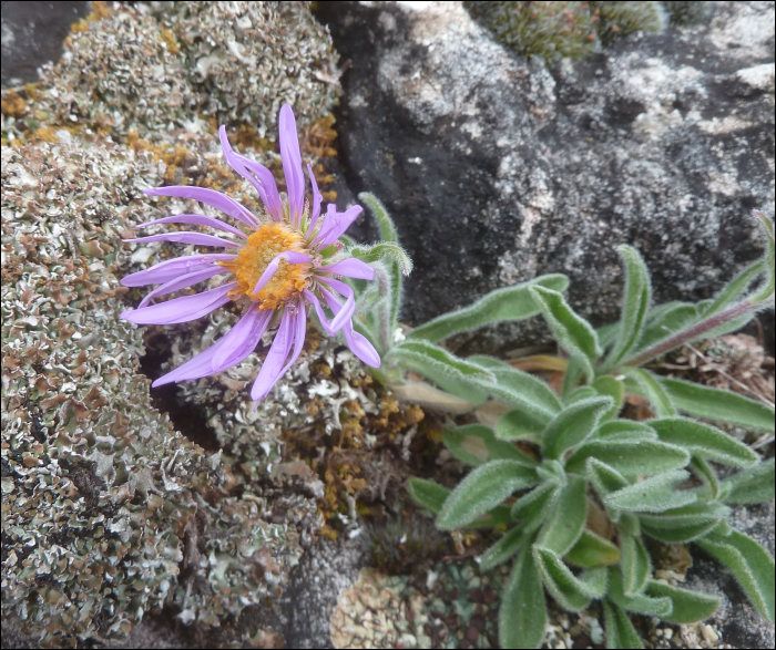 Aster cebenensis