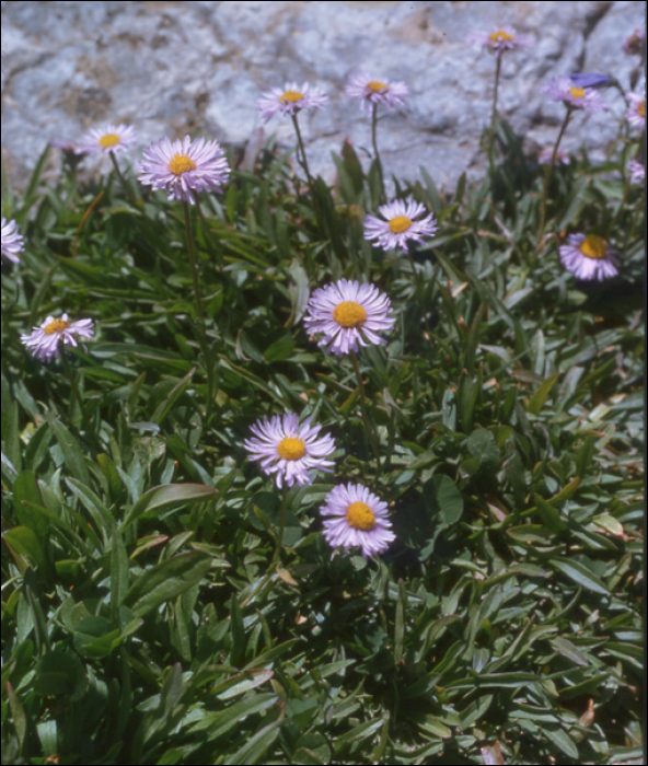 Aster leucopsis