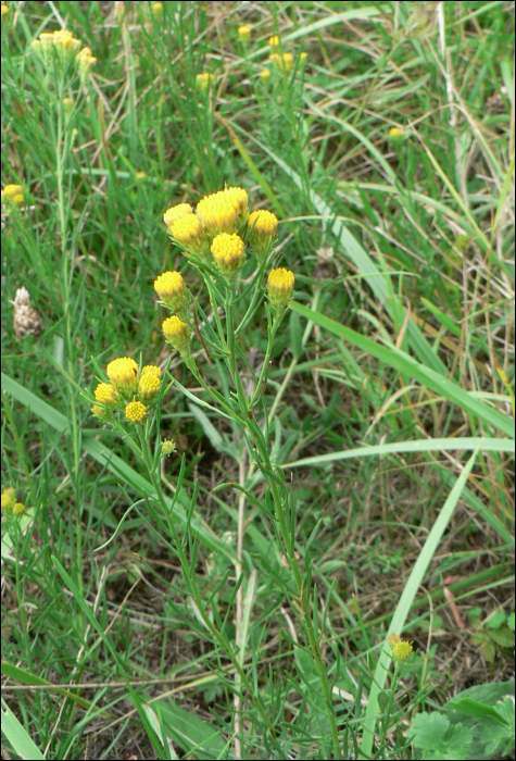 Aster linosyris