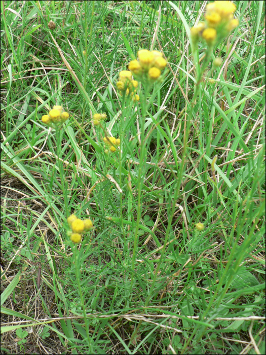 Aster linosyris