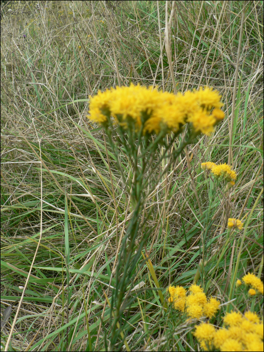 Aster linosyris