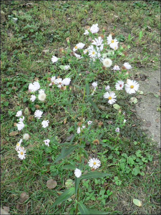 Aster novi-belgii