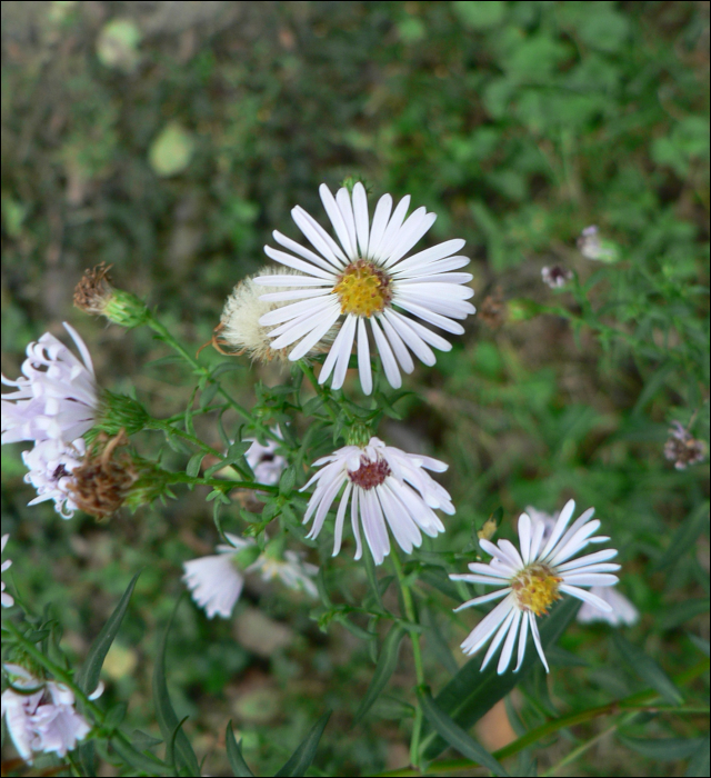 Aster novi-belgii