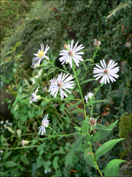 Aster novi-belgii