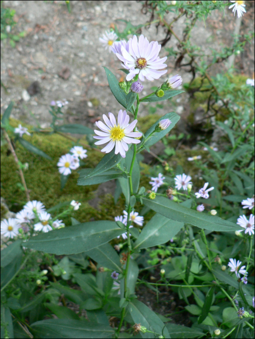 Aster novi-belgii