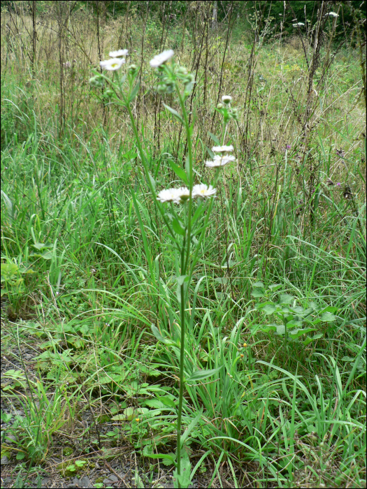 Aster salignus Willd