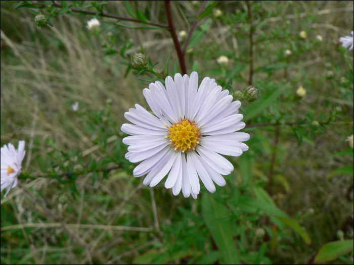 Aster salignus Willd